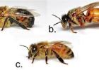 What makes this a honeybee?