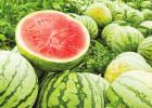 Three tips to pick out a sweet watermelon