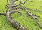 COURTESY OF SHARON NEELY Unusual storm season effects across Northeast Texas