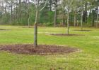 COURTESY PHOTOS Pruning Juvenile Pecans
