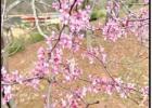 Spring Break at Daingerfield State Park