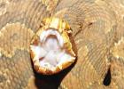 Cottonmouth Snake Warmer weather brings snakes out in Northeast Texas
