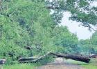 Downed tree blocks road in Titus County, April 27 COURTESY OF JEANNE HOLLAND THOES Unusual storm season effects across Northeast Texas