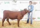 Daingerfield FFA members Elijah Harrison and Jordan Tigert competed and placed in the Junior and Open Cattle Shows at the Four States Fair. Daingerfield FFA members show cattle at Four States Fair