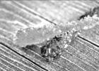 How to Make Homemade Rock Candy