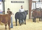 Duck fares well at CACC Winter Show