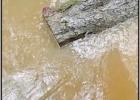 The Swartz Family Farm sees significant flooding on property COURTESY OF SWARTZ FAMILY FARM Unusual storm season effects across Northeast Texas