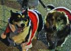 A few parade-goers of the four-legged variety found Christmas cheer at Daingerfield’s Christmas parade. BEE PHOTOS / QUINTEN BOYD Santa’s sleigh rolls through Daingerfield Christmas Parade