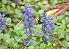 Planting for pollinators a good idea for everyone