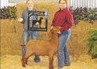 Area residents participate in Morris County Livestock Show