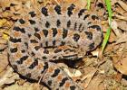 Pygmy Rattlesnake Warmer weather brings snakes out in Northeast Texas