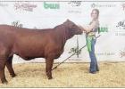 Daingerfield FFA members show cattle at Four States Fair