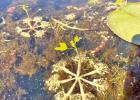 Spring Break at Daingerfield State Park