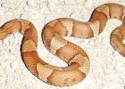 Copperhead Snake Warmer weather brings snakes out in Northeast Texas