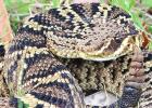Timber Rattlesnake COURTESY PHOTOS Warmer weather brings snakes out in Northeast Texas