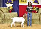 Pewitt Livestock Show Feb. 28