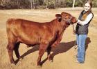 Tigert shows at Cass County Winter Show