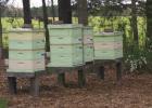 Spring in the Honeybee World