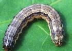 COURTESY PHOTO Armyworms are on the march again