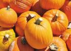 Want pumpkins this fall? Time to get planting