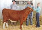Reserve Champion Heifer shown by Jordan Tigert. FFA, 4-H students show projects at Morris County Livestock Show