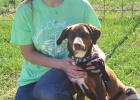 Trixie, a Doberman mix, was dumped with a broken leg before she was brought to local rescuer Charlie Mae Reeves, left, who stepped in to help nurse her back to health. Trixie is healing from amputation at Reeves’ rescue named Charlie’s Angels Rescue i Hughes Springs graduate becoming an angel to pups in need