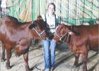 On August 26, Daingerfield FFA member and DHS junior Jordan Tigert traveled to Hooks to compete in the Hooks FFA Summer Blowout Livestock Show with two of her Santa Gertrudis breeding heifers.She placed first in class with her heifer, Special K (left), an Tigert takes top 2 spots at Hooks FFA Summer Blowout