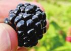 Greer Farm open for your berry-picking pleasure