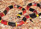 Coral Snake Warmer weather brings snakes out in Northeast Texas