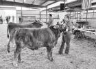 Morris County 4-H hosts Candy Cane Classic Stock Show
